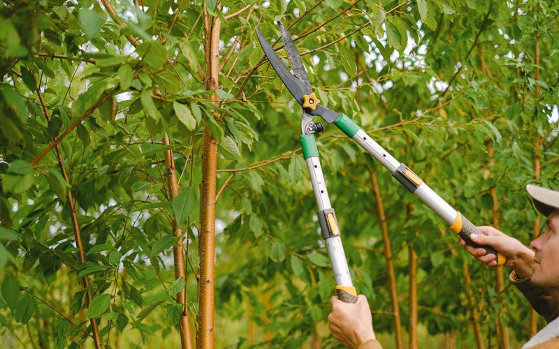Tree trimming in Williamsport, TN